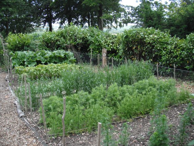 The same area of the cutting garden a few months later.