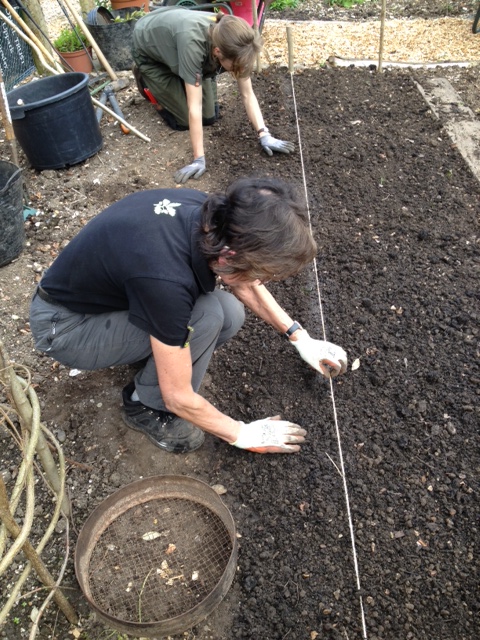 Judy and me sowing seeds of hardy annual plants earlier in the year.