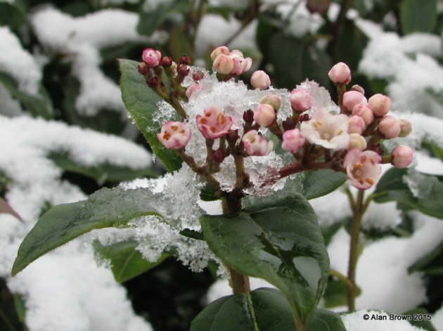 Viburnum tinus in the snow in uppark garden
